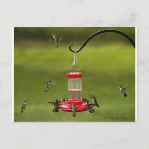 Postal Ruby Throed Hummingbird Alimentando Frenzy
