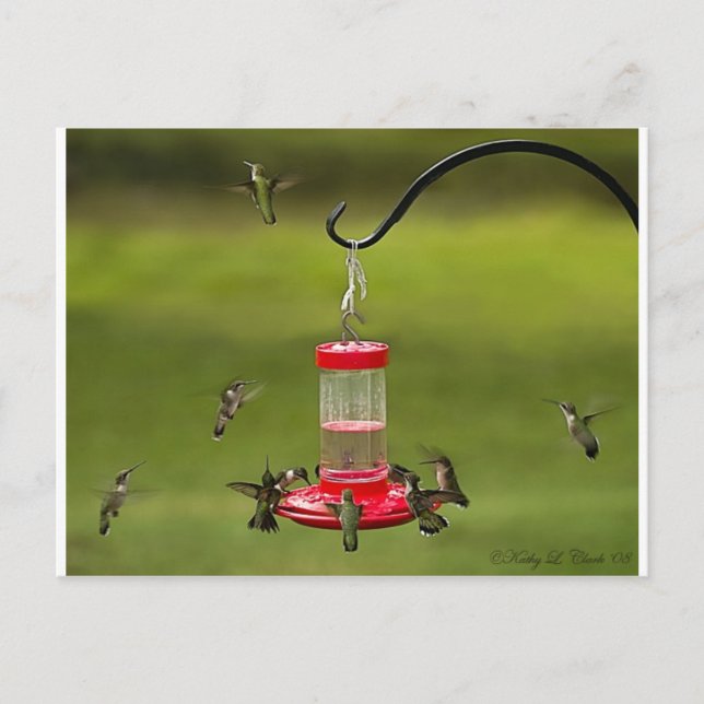 Postal Ruby Throed Hummingbird Alimentando Frenzy (Anverso)