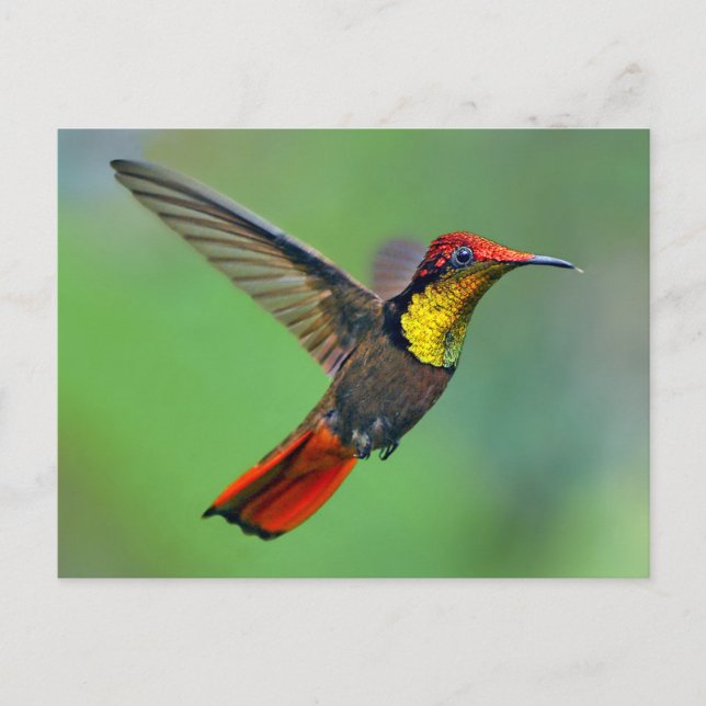 Postal Ruby Topaz Hummingbird (Chrysolampis mosquitus) (Anverso)