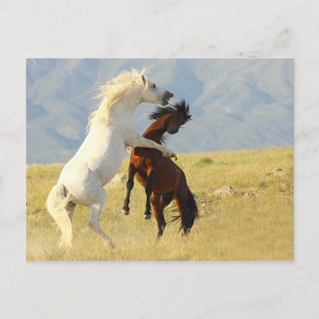 Postal Ruckus (Anverso)