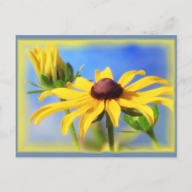 Postal Rudbeckia Blues - Vignette (Anverso)