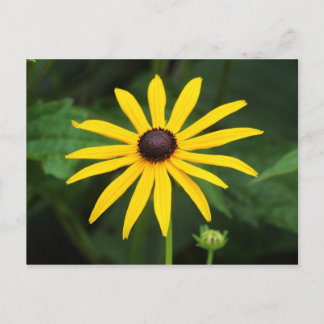 Postal Rudbeckia hirta