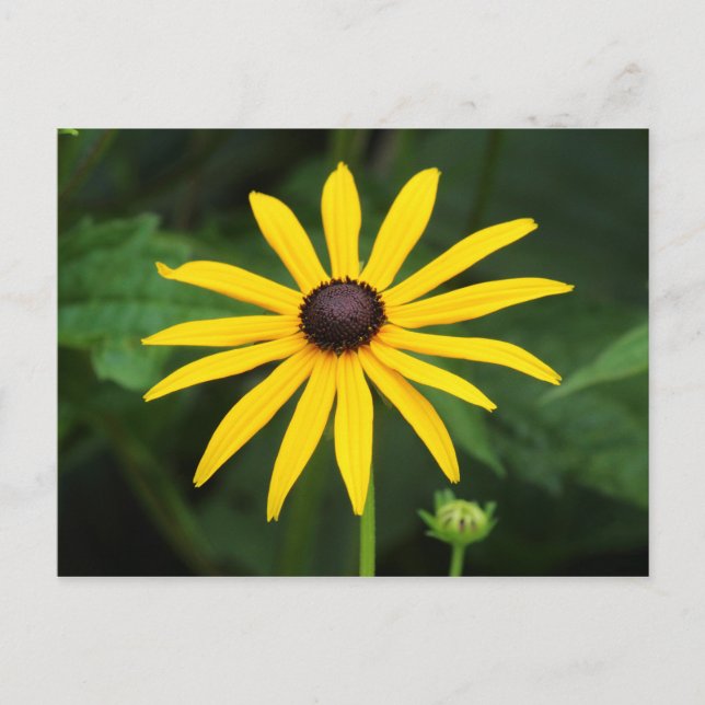 Postal Rudbeckia hirta (Anverso)
