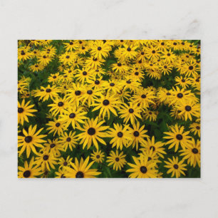 Postal Rudbeckia Hirta (Susans de ojos negros)
