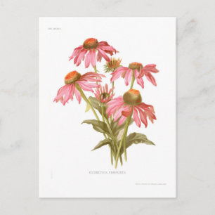 Postal Rudbeckia purpurea
