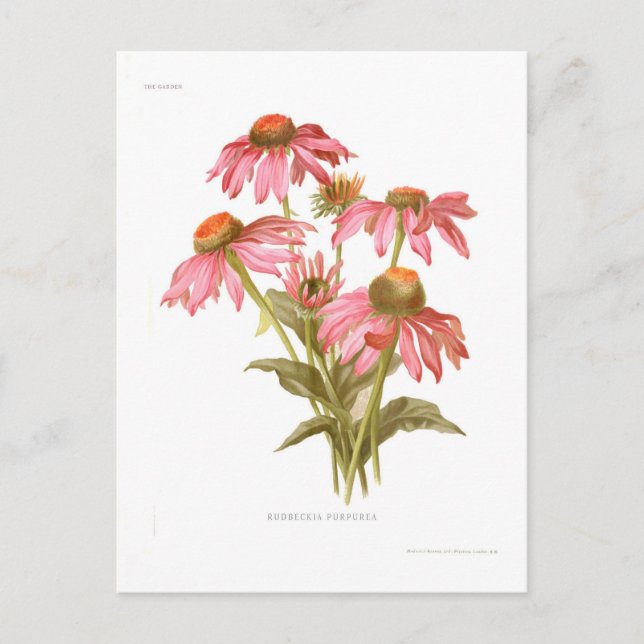 Postal Rudbeckia purpurea (Anverso)