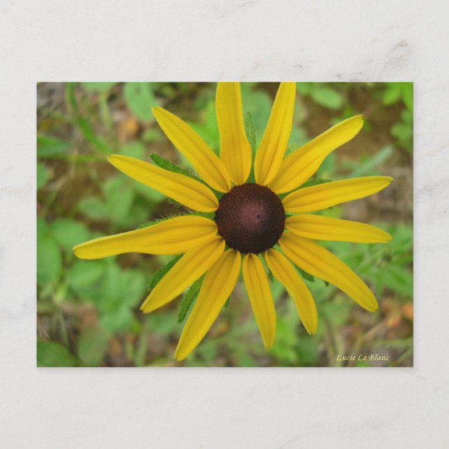 Postal Rudbeckie hérissée (Anverso)