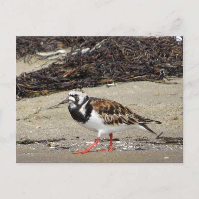 Postal Ruddy Turnstone (fase de verano) (Anverso)