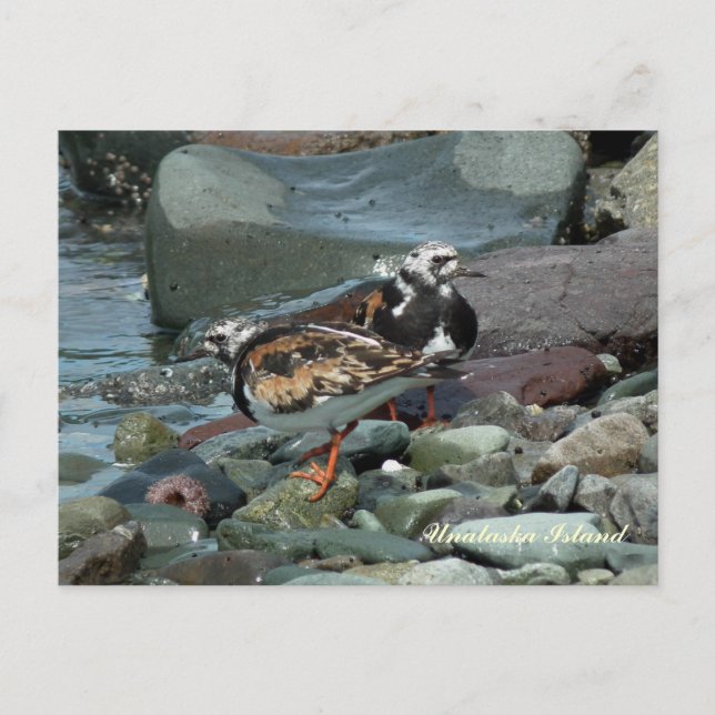 Postal Ruddy Turnstone Sandpiper (Anverso)