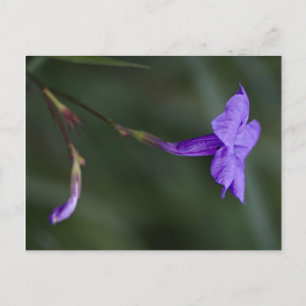 Postal Ruellia simple, el cierre de la petunia mexicana