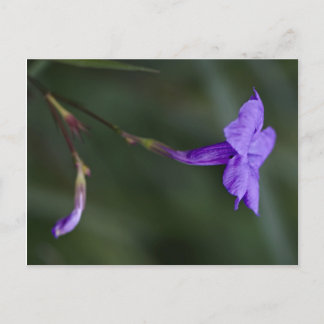 Postal Ruellia simple, el cierre de la petunia mexicana