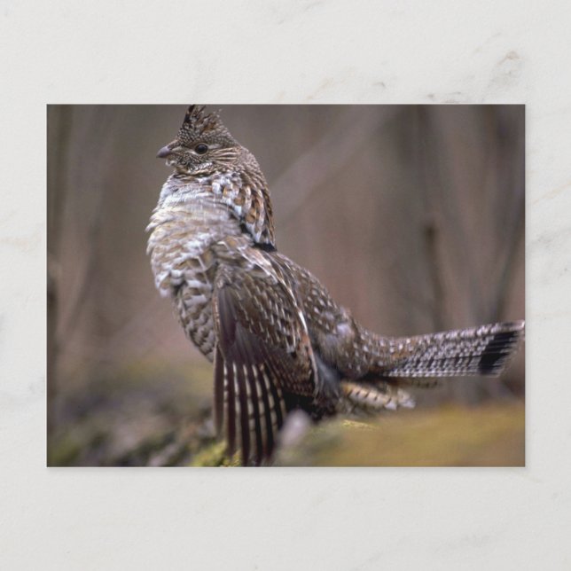 Postal Ruffed Grouse (Anverso)