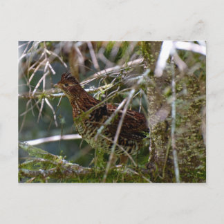 Postal Ruffed Grouse 02