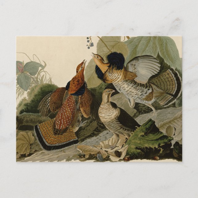 Postal Ruffed Grouse Audubon Game Bird (Anverso)