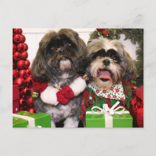 Postal Ruffles y Riley - Shih Tzu - Miller