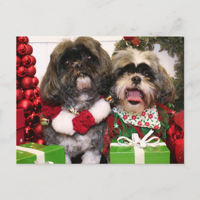 Postal Ruffles y Riley - Shih Tzu - Miller (Anverso)