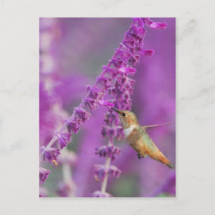 Postal Rufous Hummingbird