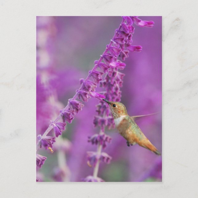 Postal Rufous Hummingbird (Anverso)
