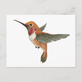 Postal Rufous Hummingbird