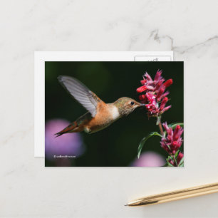 Postal Rufous Hummingbird Bebiendo Anise Hyssop Néctar
