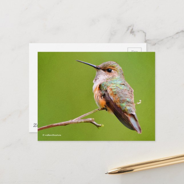 Postal Rufous Hummingbird Sitting en California Lilac (Anverso/Reverso In Situ)