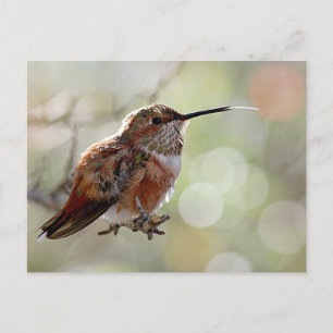 Postal Rufous Hummingbird Tounge