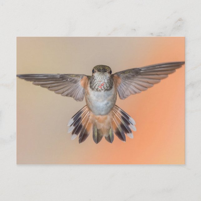 Postal Rufous Hummingbird Wings Wide Open (Anverso)