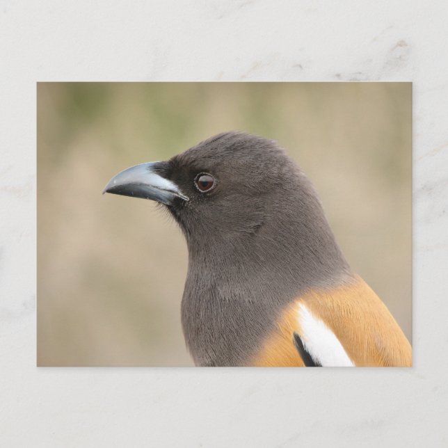 Postal Rufous Treepie (Anverso)