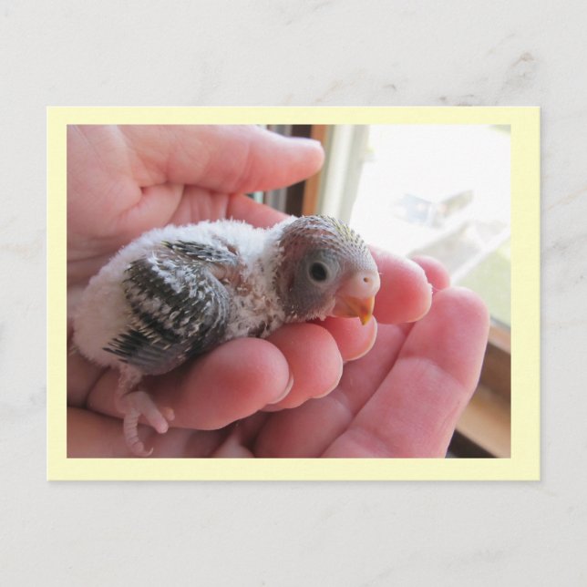 Postal Rufus A Los 16 Días (Anverso)