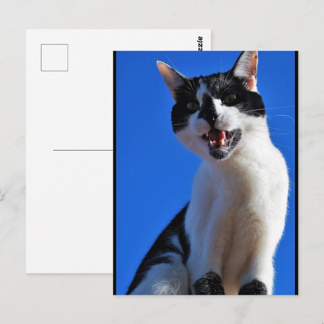 Postal Rugido del gato doméstico (Anverso / Reverso)
