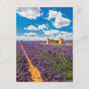 Postal Ruina en campo de lavanda, Francia