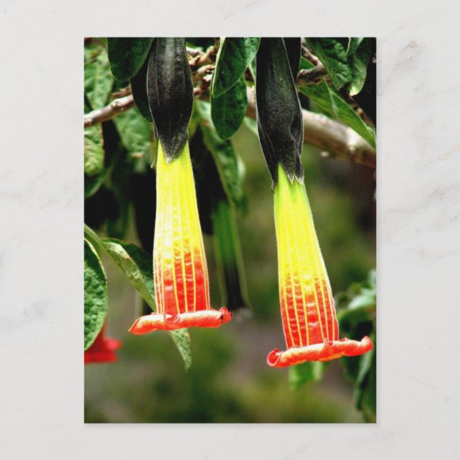 Postal Ruinas incas de Ingapirca, Ecuador (Anverso)