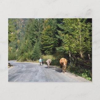 Postal Rumania, Moldavia, caminando por las vacas