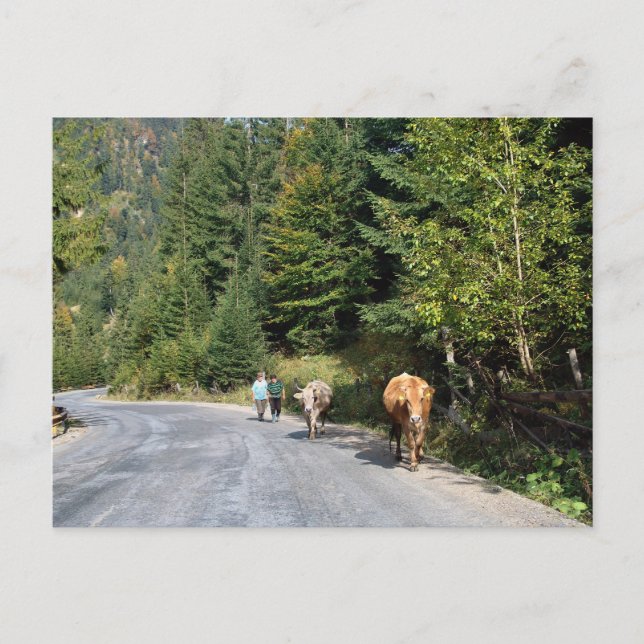 Postal Rumania, Moldavia, caminando por las vacas (Anverso)