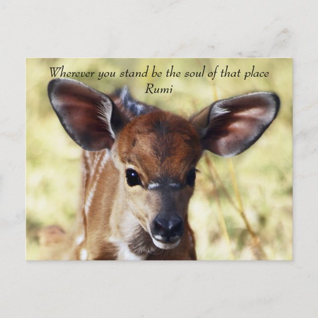 Postal Rumi dondequiera que estés (Anverso)