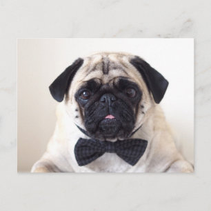 Postal Rupert The Pug Postcard