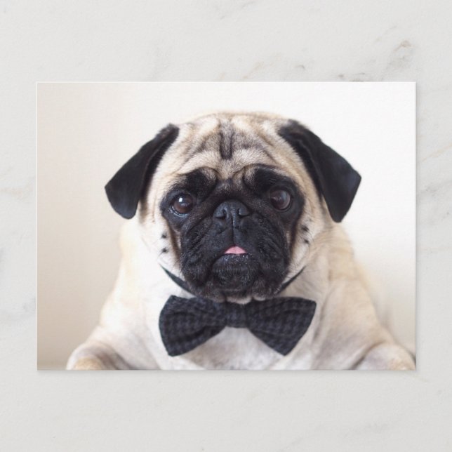 Postal Rupert The Pug Postcard (Anverso)