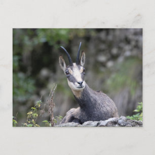 Postal Rupicapra rupicapra