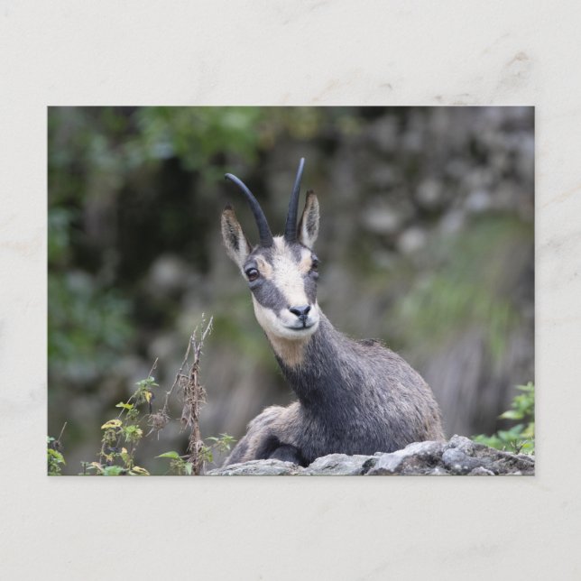 Postal Rupicapra rupicapra (Anverso)