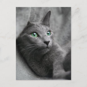 Postal Ruso-azul-gato con ojos verdes