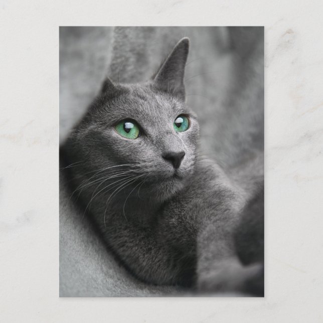 Postal Ruso-azul-gato con ojos verdes (Anverso)