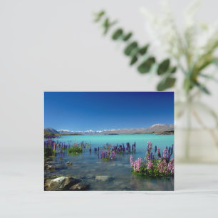 Postal Russell Lupins en el lago Tekapo, Nueva Zelanda