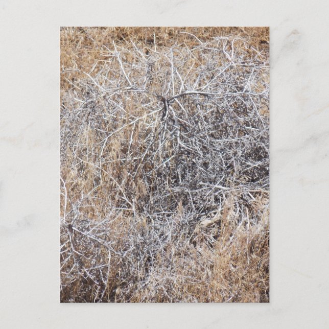 Postal Rustic Dry Tumbleweed (Anverso)