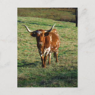 Postal Rústica de la foto de vaca bovina de Londres en Te