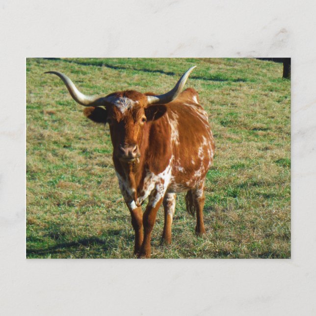 Postal Rústica de la foto de vaca bovina de Londres en Te (Anverso)