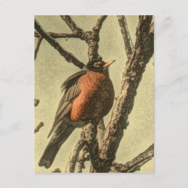 Postal Rústicas ramas Michigan State Bird Robin (Anverso)