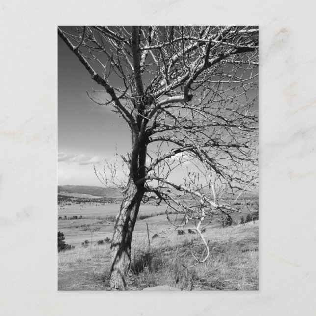 Postal Rústico (Anverso)