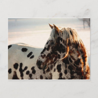 Postal Rusty the Appaloosa