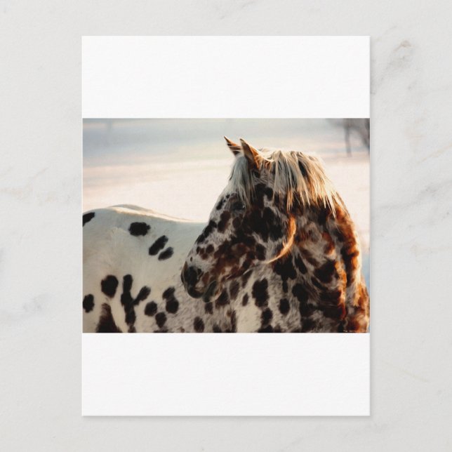 Postal Rusty the Appaloosa (Anverso)