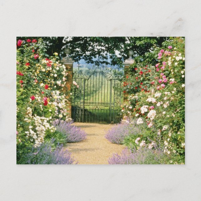 Postal Ruta A La Puerta De Rosa Híbrido Rojo, Subplantada (Anverso)